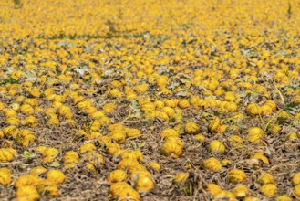 Field with Styrian oil pumpkins, partly dried up due to the drought in summer 2020, on the Lower