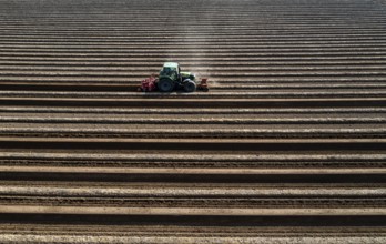 A farmer builds asparagus ridges on a field with the help of an asparagus tiller, in which the