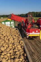 Potato harvesting, so-called split harvesting method, first the tubers are taken out of the ground