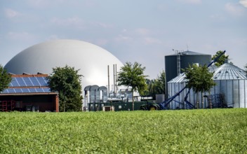 Biogas plant, storage silos, large buffer tank for hot water for intermediate energy storage,