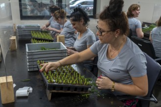 Garden nursery, cuttings, heather, broom heather, Calluna vulgaris are planted by hand in small