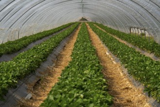 Open field strawberry cultivation in a foil greenhouse, young strawberry plants growing, near