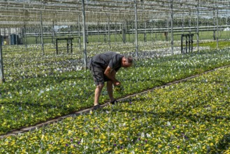 Horticultural business, greenhouse, various types of potted plants are grown here to be sold in