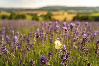 Small white, butterfly, on lavender fields in East Westphalia Lippe, OWL, near the village of