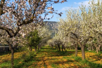 Almond blossom on Majorca, from January to March many hundreds of thousands of almond trees blossom