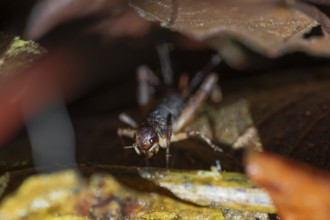 Cricket (Gryllidae) sitting on the forest floor, at night in the tropical rainforest, Refugio