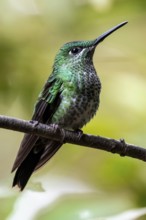 Green-crowned brilliant (Heliodoxa jacula) sitting on a branch, Monteverde Cloud Forest, Monte