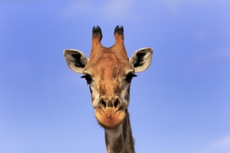 Southern giraffe (Giraffa camelopardalis giraffa), adult, portrait, Kruger National Park, Kruger