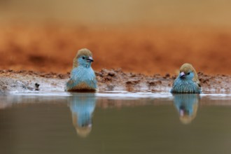 Angolan butterfly finch (Uraeginthus angolensis), blue-eared butterfly finch, adult, two birds, at