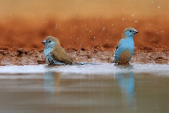 Angolan butterfly finch (Uraeginthus angolensis), blue-eared butterfly finch, adult, two birds, at