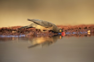 Red-billed oxpecker (Buphagus erythrorhynchus), adult, at the water, drinking, alert, Kruger