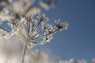 Frost, hoarfrost, ice crystals on plants, Upper Bavaria, Bavaria, Germany, Europe