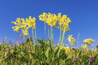 Flowering cowslip (Primula veris) on a meadow against a blue sky on a sunny spring day