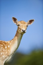 European fallow deer (Dama dama) doe, portrait, Kitzbühel, Wildpark Aurach, Austria, Europe