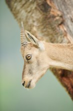 Alpine ibex (Capra ibex) female, portrait, wildlife Park Aurach near Kitzbuehl, Austria, Europe