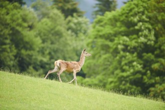 Red deer (Cervus elaphus) hind running on a meadow in the mountains in tirol, Kitzbühel, Wildpark