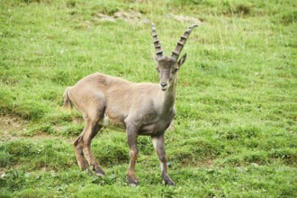 Alpine ibex (Capra ibex) male standing on a meadow, wildlife Park Aurach near Kitzbuehl, Austria,