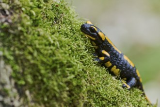 Fire salamander (Salamandra salamandra), Lower Saxony, Germany, Europe