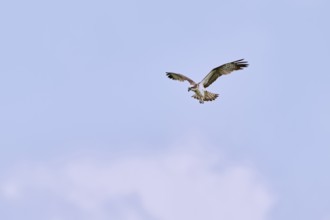 Western osprey (Pandion haliaetus) in flight, Lower Saxony, Germany, Europe