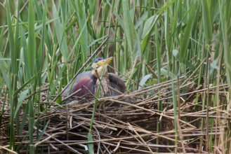 Purple heron (Ardea purpurea) at the nest, Baden-Württemberg, Germany, Europe