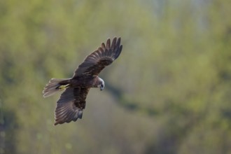 Western marsh-harrier (Circus aeruginosus) male in flight, Lower Saxony, Germany, Europe