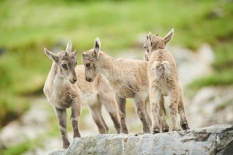 Alpine ibex (Capra ibex) youngsters, standing on a rock, wildlife Park Aurach near Kitzbuehl,