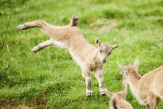 Alpine ibex (Capra ibex) youngster jumging in the air on a meadow, playing, wildlife Park Aurach