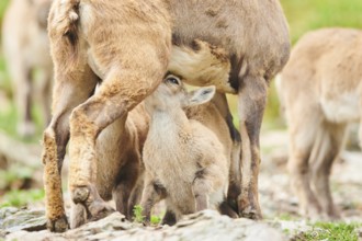 Alpine ibex (Capra ibex) youngster sugging milk at its mother, wildlife Park Aurach near Kitzbuehl,