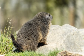 Marmot, (Marmoto marmota), animal portrait, France, Europe