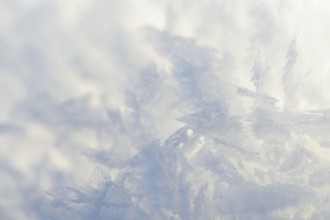 Snow, close-up of snow crystals, Arnsberg Forest nature park Park, North Rhine-Westphalia, Germany,