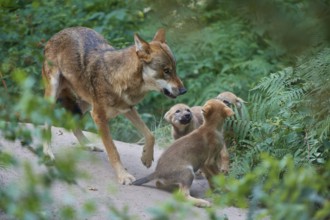 Gray wolf (Canis lupus), in a green forest, caring for its curious pups, summer, Germany, Europe