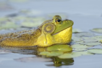 Bullfrog, Lithobates catesbeianus. A male bullfrog floating on a lake and calling when another male