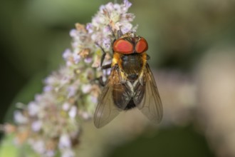 A bug fly (Tachinid Fly) female with red eyes sitting on a flower panicle of horse mint (Mentha