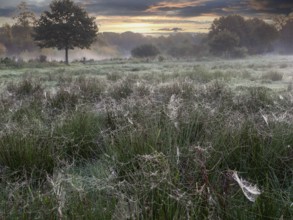 Meadow with spider webs in the morning dew at sunrise, North Rhine-Westphalia, Germany, Europe