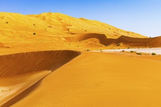 Wind-sculpted curved sand dunes in the Rub al Khali desert, Dhofar province, Arabian Peninsula,