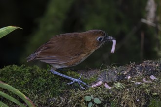 Yellow-breasted antpitta (Grallaria flavotincta), Mindo Forest Reserve, Mindo, Ecuador, South