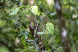 Tear tree climber (Xiphorhynchus lachrymosus) sitting on a tree, in the rainforest, Corcovado