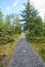 Hiking trail to Mount Lusen in late summer, Bavarian Forest, Bavaria, Germany, Europe