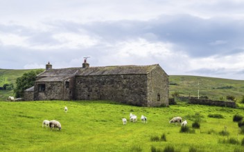 Sheeps and Farms in Yorkshire Dales National Park, North Yorkshire, England, United Kingdom, Europe