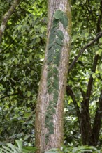 Climbing plant on a tree trunk, leaves twining along the tree, Carara National Park, Tarcoles,