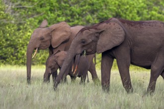 African forest elephants (Loxodonta cyclotis) in a clearing in Loango National Park, Parc National