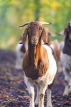 Close-up of a goat in the autumnal forest light, forest pasture project, compensation for Hermann