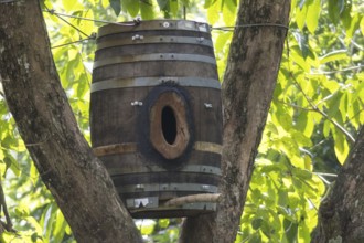 Wooden barrel as a nest for hornbills, Kaeng Krachan National Park, Phetchaburi Province, Thailand,