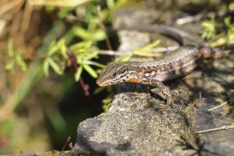 Wall lizard (Podarcis muralis), European wall lizard, in a vineyard, portrait, reptiles, animals,