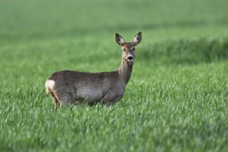 Roe deer (Capreolus capreolus), goat standing in a field, Lake Neusiedl National Park, Seewinkel,