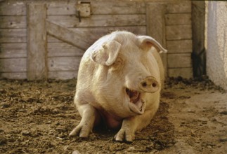 A pig sits relaxed on the floor of a rustic barn, humour picture: Laughing pig in front of the barn