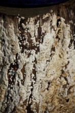 Mushroom webbing on tree stump, botany