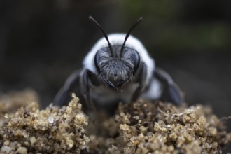 A willow sand bee in the Hohe Ward nature reserve in Münster, 08/04/2024