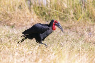 Southern ground hornbill (Bucorvus leadbeateri) Botswana, Botswana, Africa