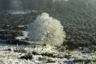 Aubrac plateau, snowy tree, Lozere department, Occitanie, France, Europe